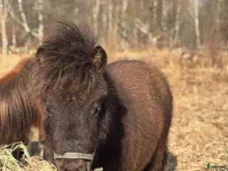 hästar Fin häst - Annons 1