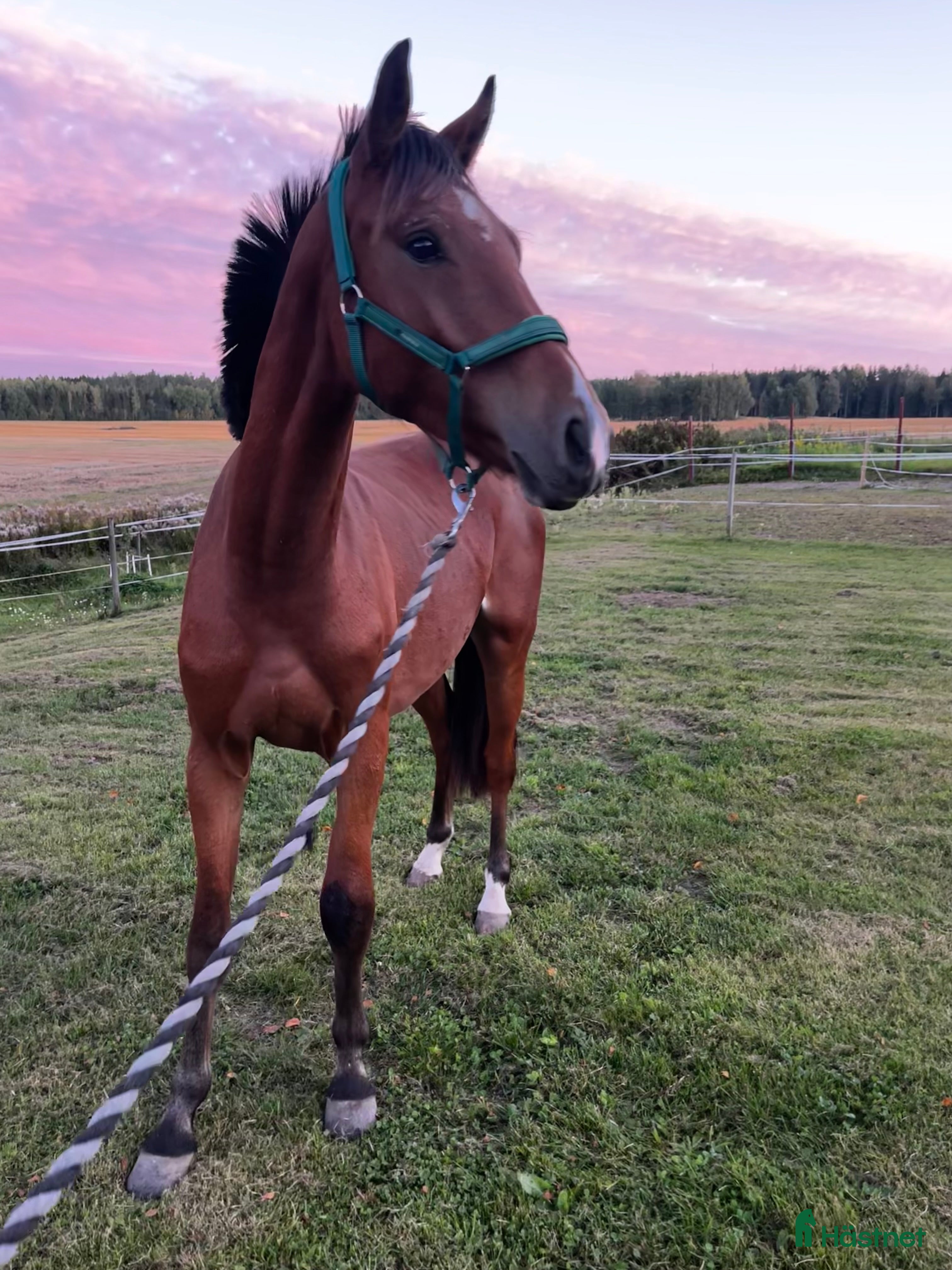  hästar Härlig kille med framtiden för sig  i Karlstad - Annons 16