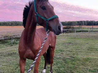 hästar Härlig kille med framtiden för sig i Karlstad - Annons 16