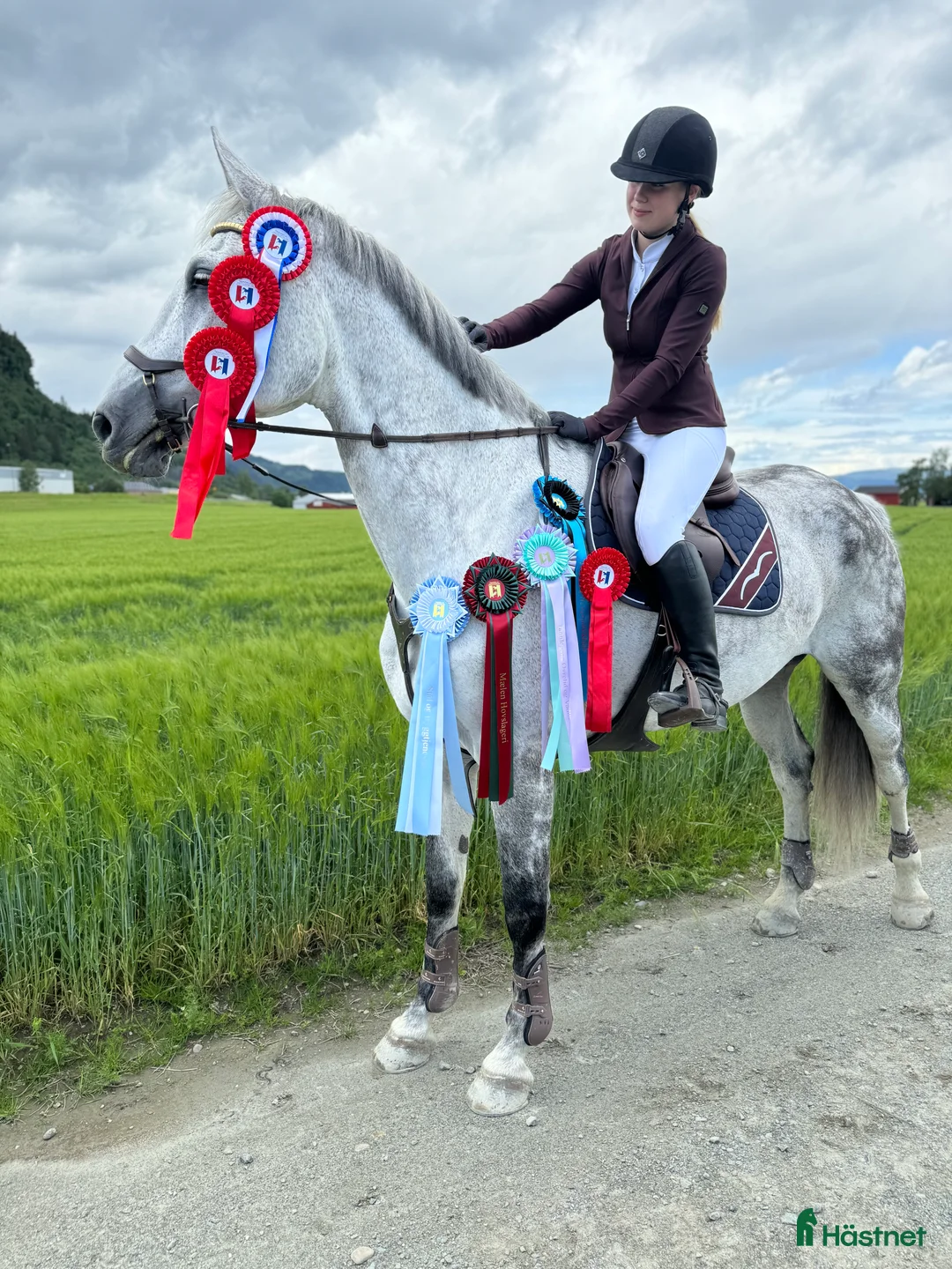 Allround hästar till salu: Superfin hest selges 🦄 i Sør-fron - Annons 2