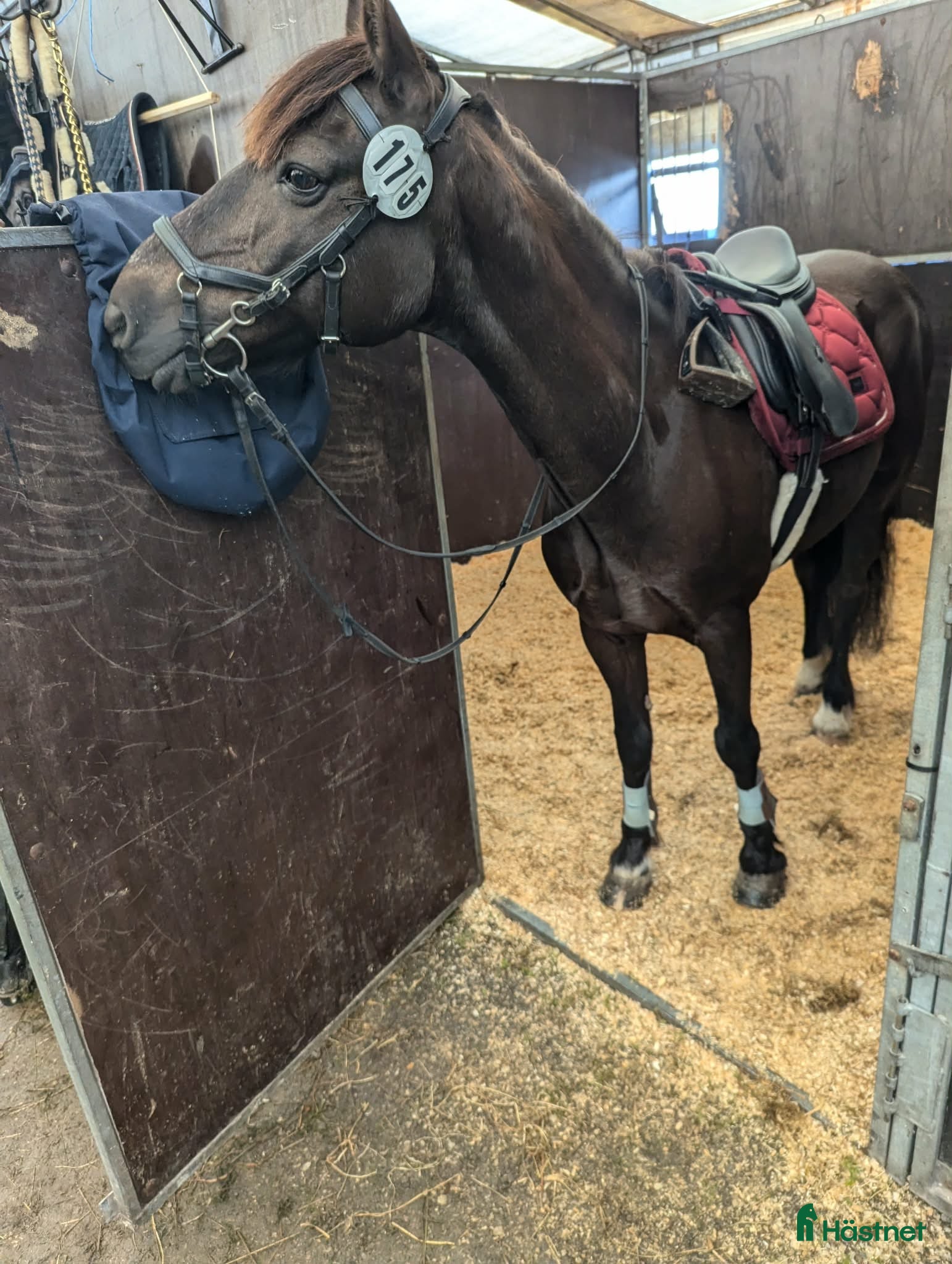  hästar LÄROMÄSTARE  - Annons 4