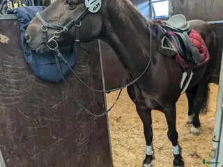 hästar LÄROMÄSTARE - Annons 4