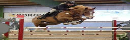 Hoppning hästar till salu: Sportig SWB valack  - Annons 2