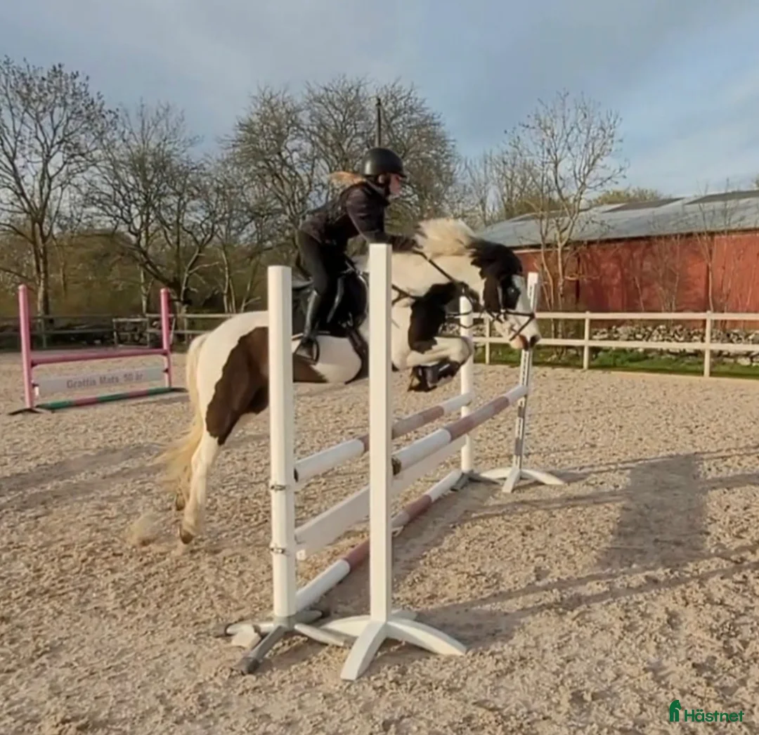 Avelshästar hästar till salu: Avel/Sällskap/Lättare ridning i Nybro - Annons 4