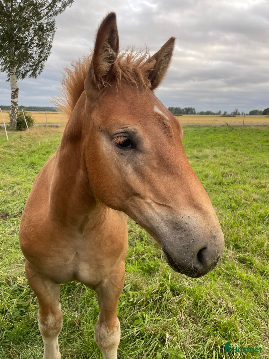 Körning hästar till salu: Välväxt hingst föl  i Skara - Annons 2