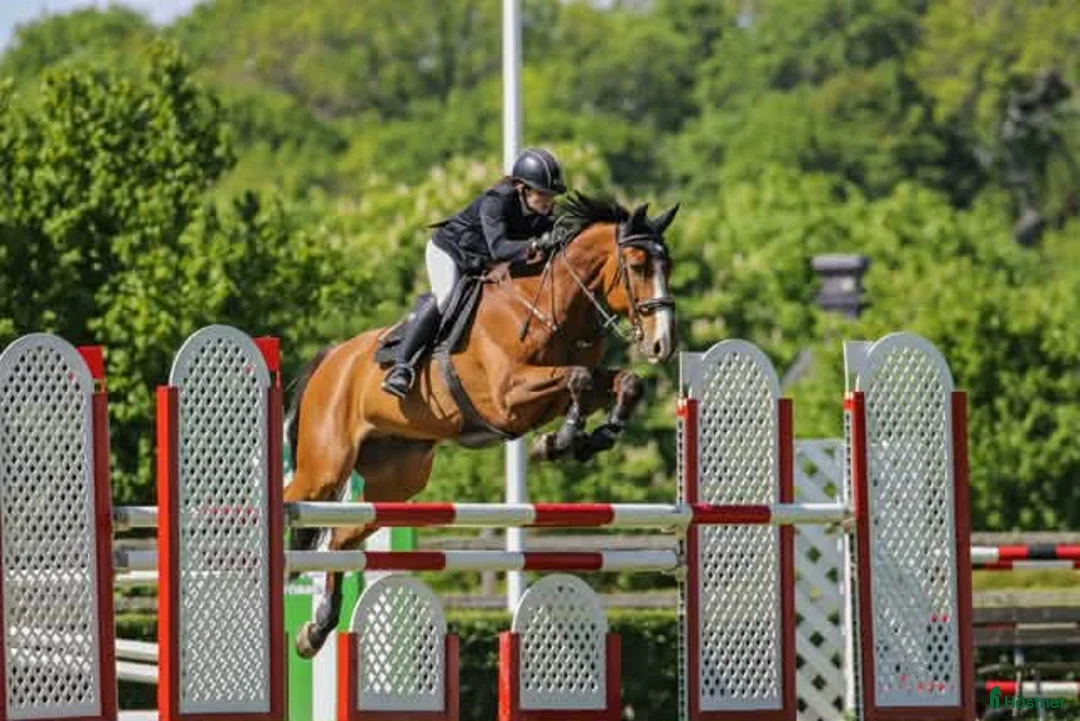 Allround hästar sökes: Letar efter en trevlig bästa kompis 🐴💛 - Annons 1
