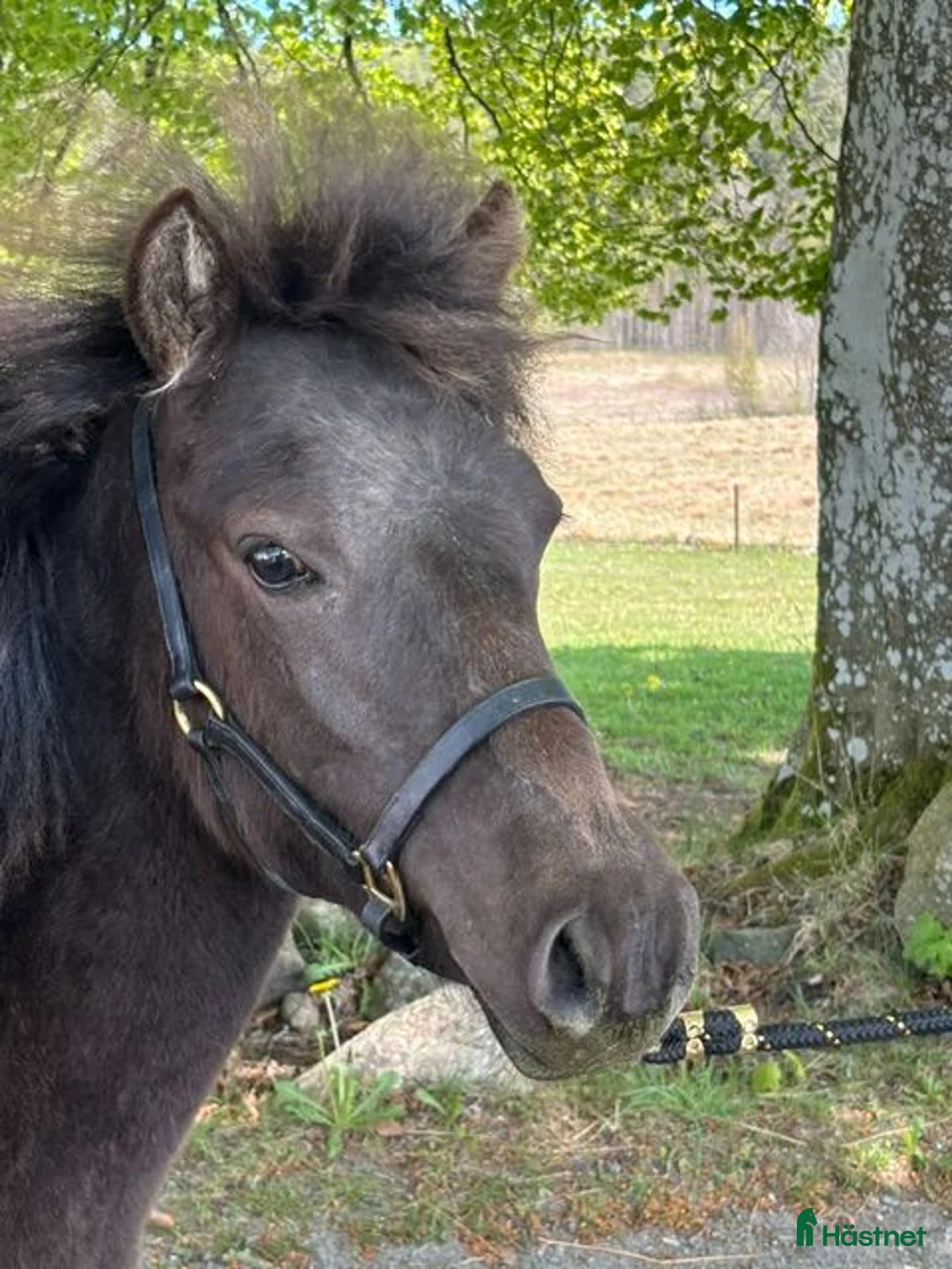 Allround hästar till salu: Fint 1-årssto! - Annons 3