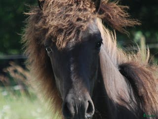 hästar Häftig ungsto med super stam i Vollsjö - Annons 12