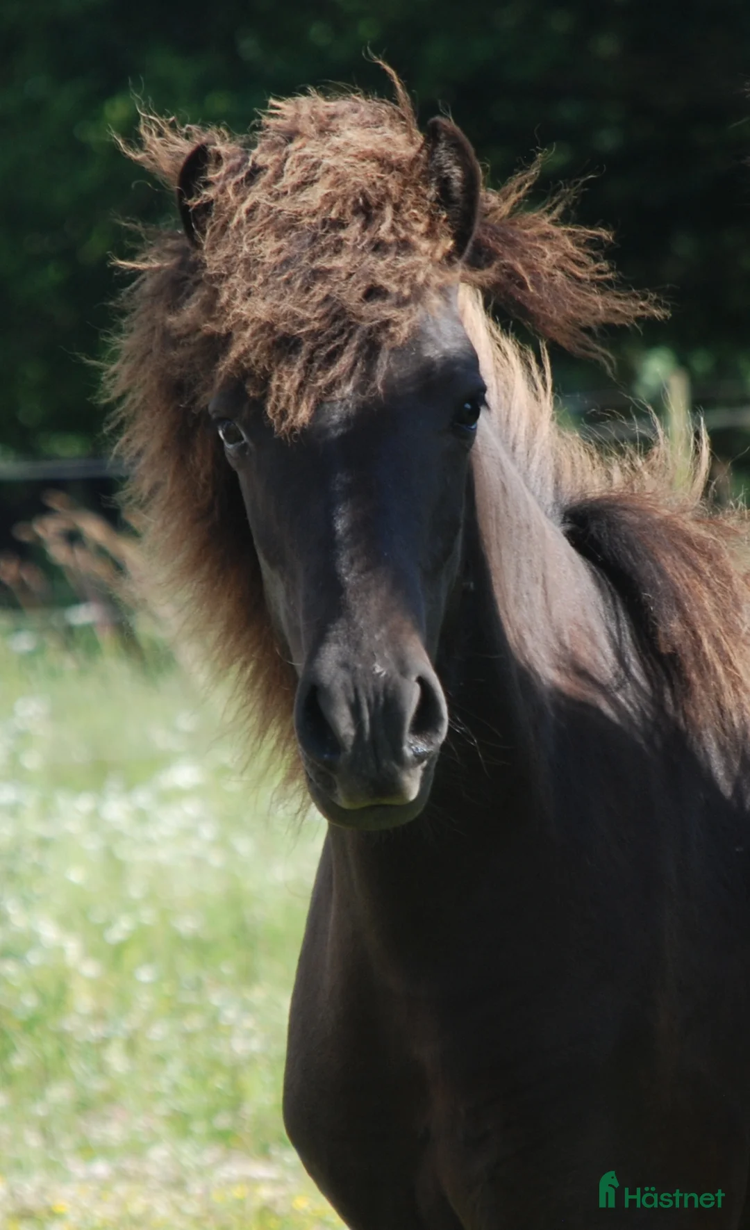 Island hästar till salu: Häftig ungsto med super stam i Vollsjö - Annons 1