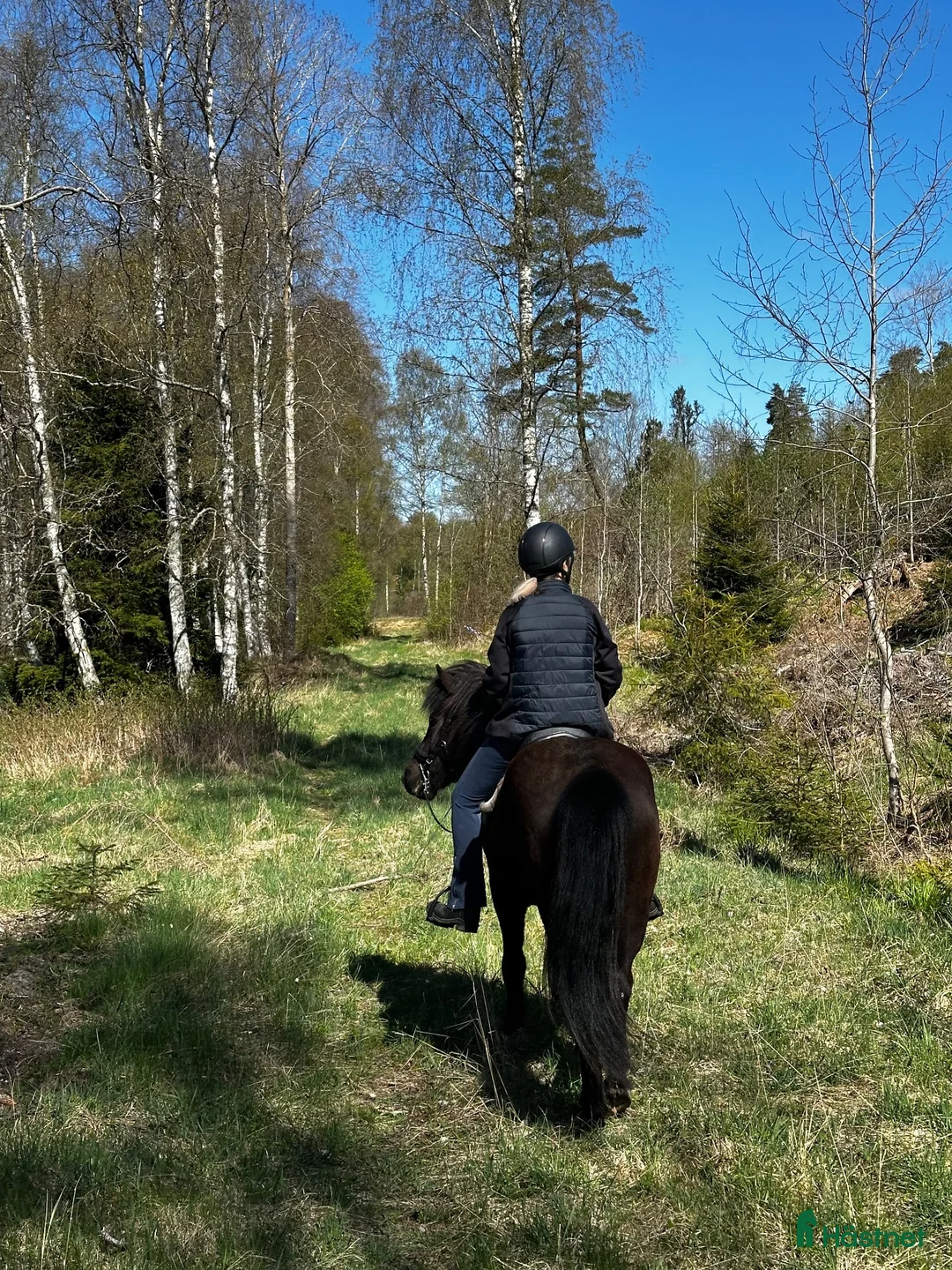 Island hästar till salu: Magni från Palmskog söker sin nya människa - Annons 10
