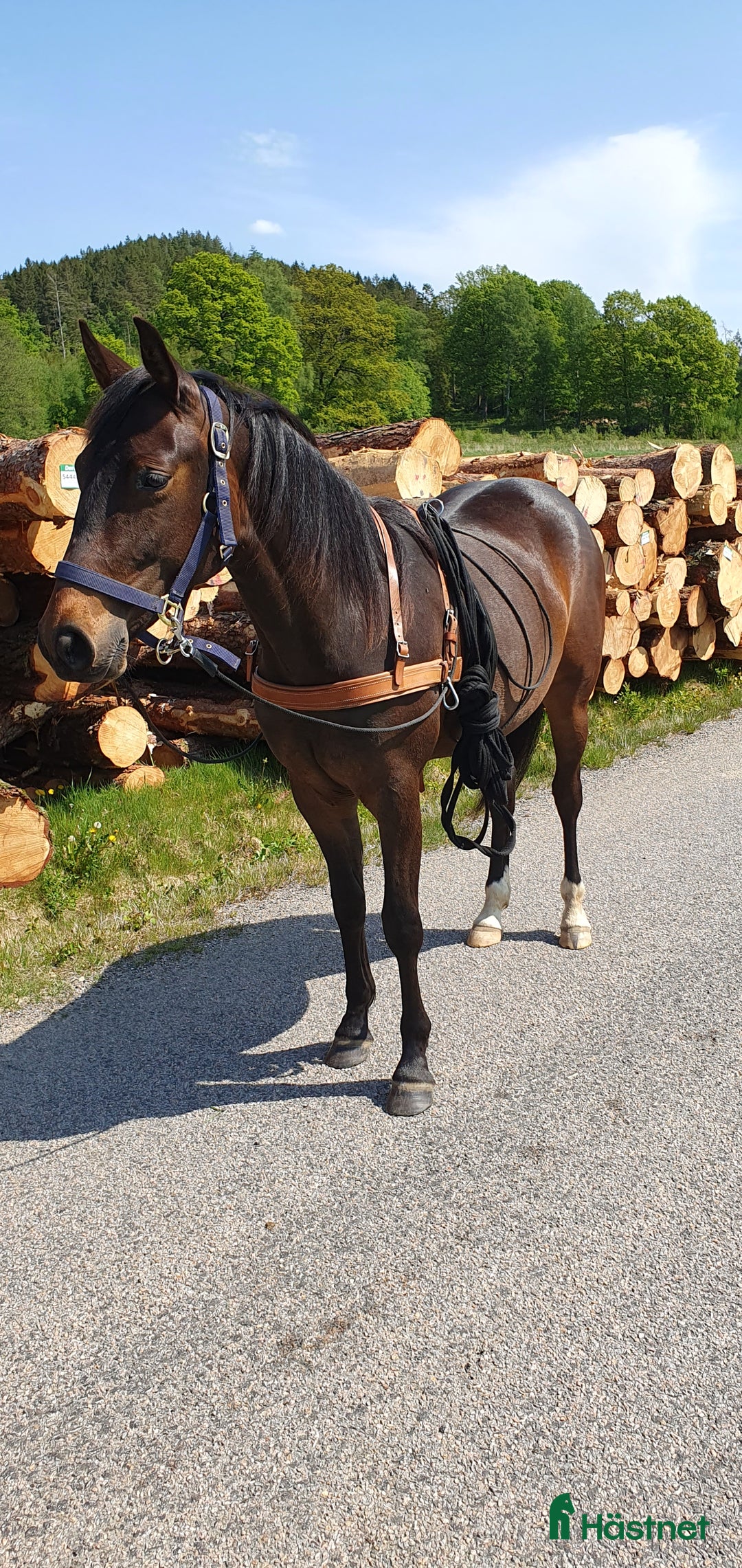 Allround hästar till salu: Hon blir vad du gör henne till i Kungsäter - Annons 7