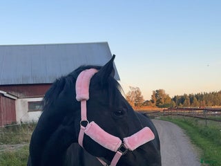 hästar Fantastisk snällt sto till salu i Brålanda - Annons 5