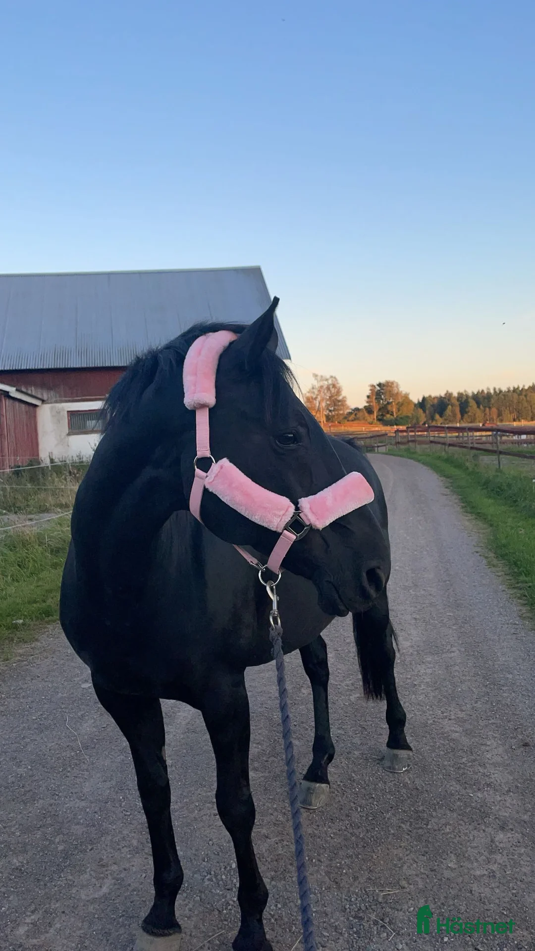 Allround hästar till salu: Fantastisk snällt sto till salu i Brålanda - Annons 1