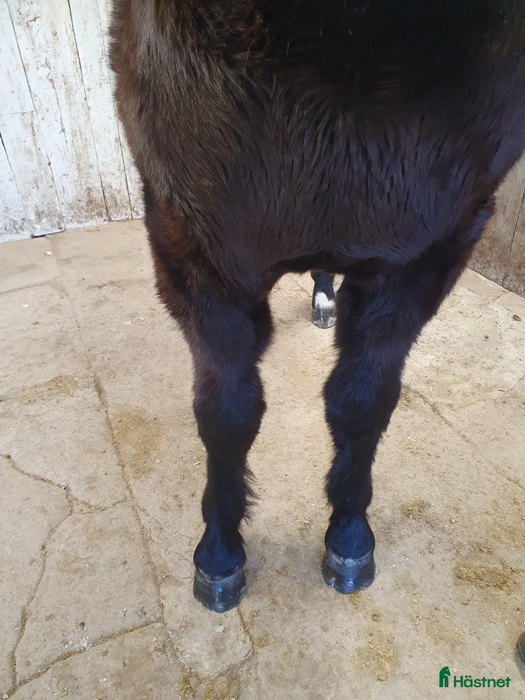 Trav hästar till salu: TrollStina 1 år - Annons 4