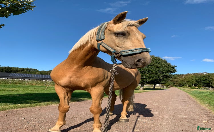  hästar i Vallda - Annons 3