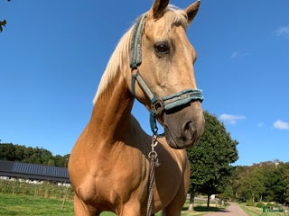 hästar Gyllene Morganvalack i Vallda - Annons 8