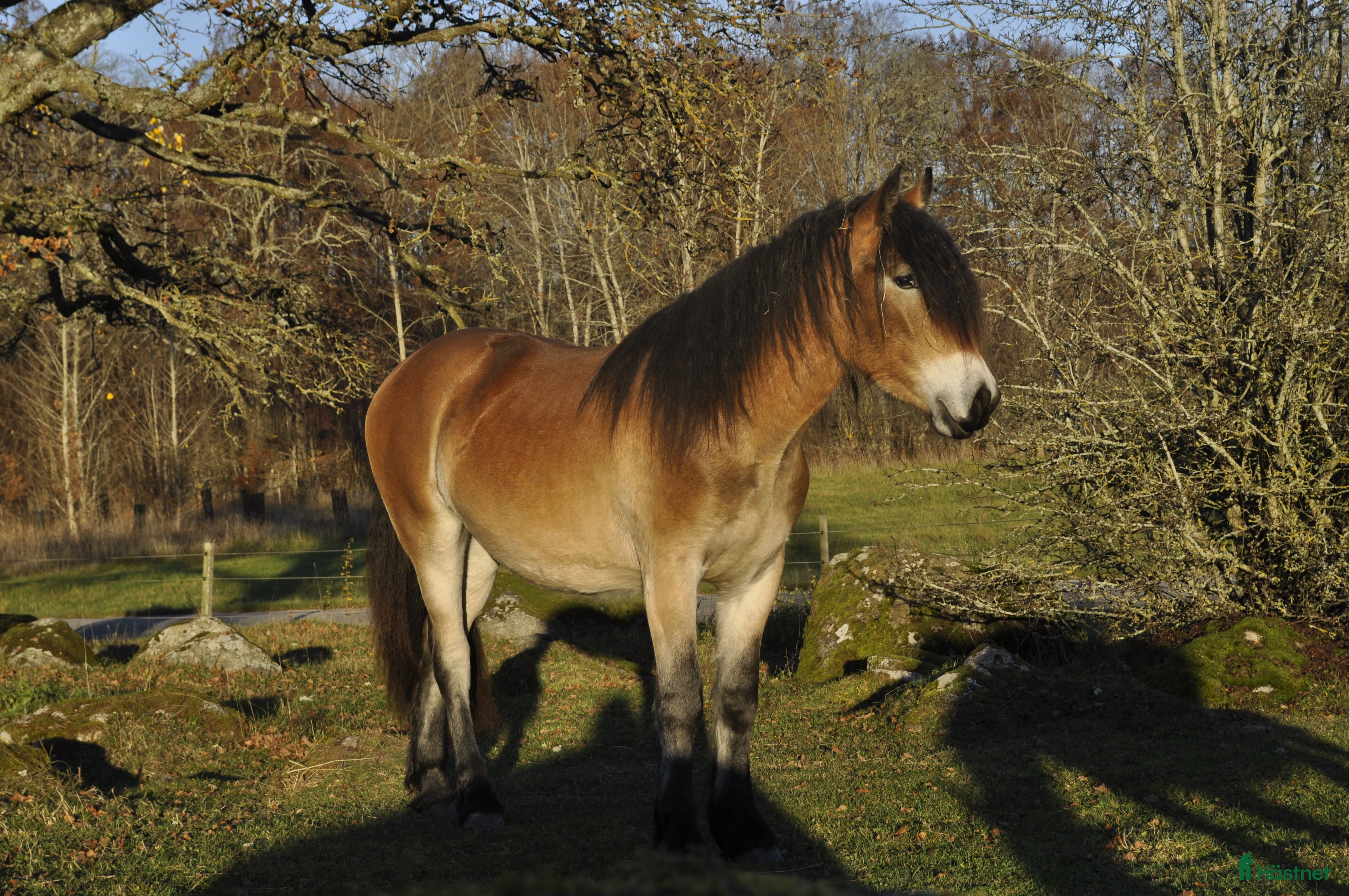  stallplats Söker stallplats  i Kisa - Annons 20