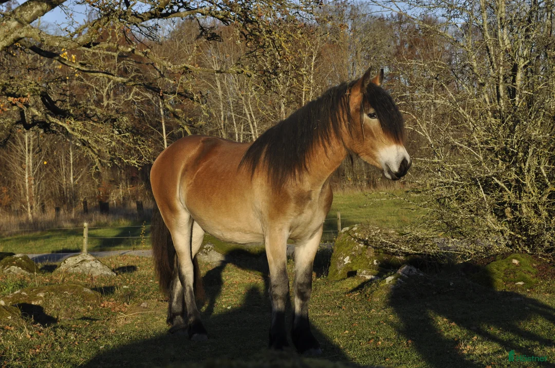  stallplats finnes: Söker stallplats  i Kisa - Annons 1