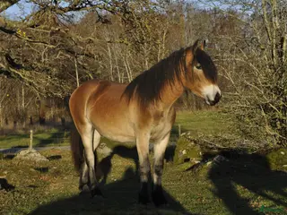 stallplats Söker stallplats i Kisa - Annons 20