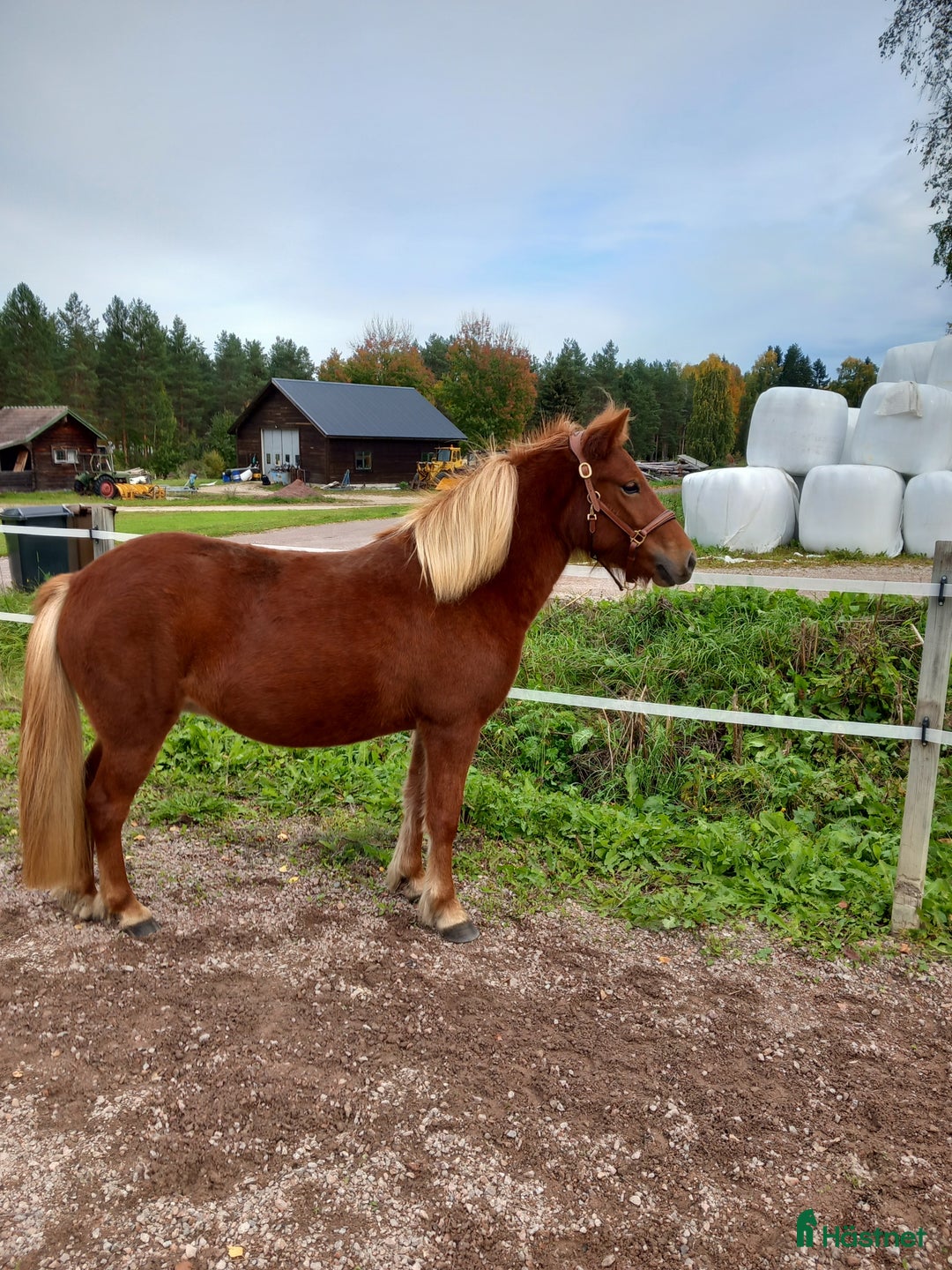 Island hästar till salu: Lovande sto i Våmhus - Annons 6