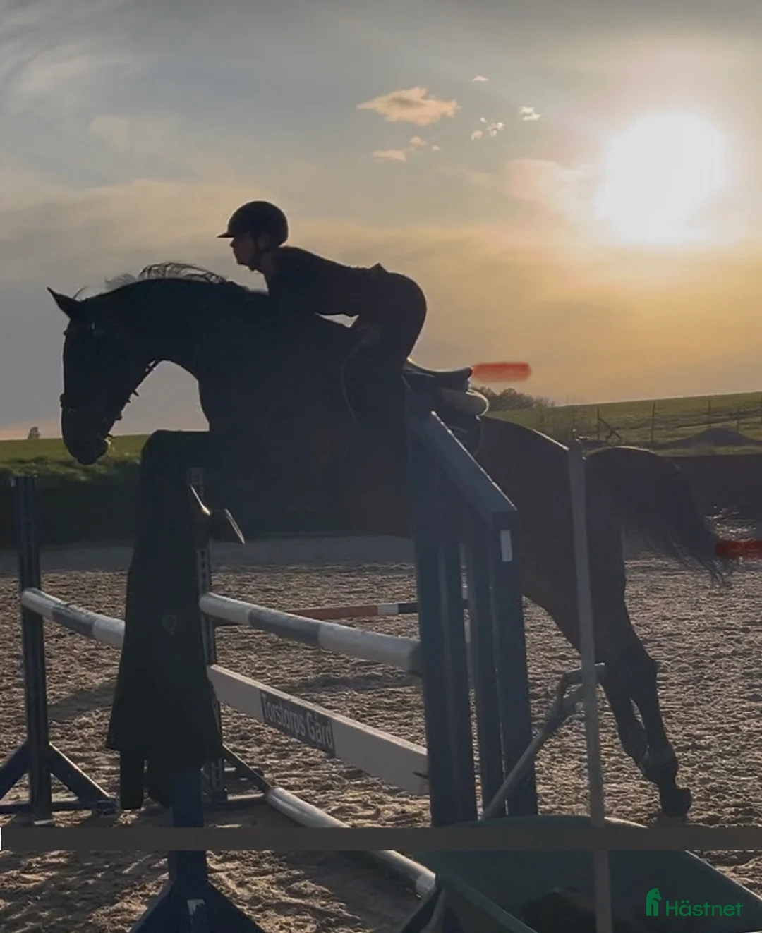 Allround hästar till salu: Hobby - Tanthäst i Grimeton - Annons 1