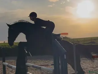 hästar Hobby - Tanthäst - Annons 12