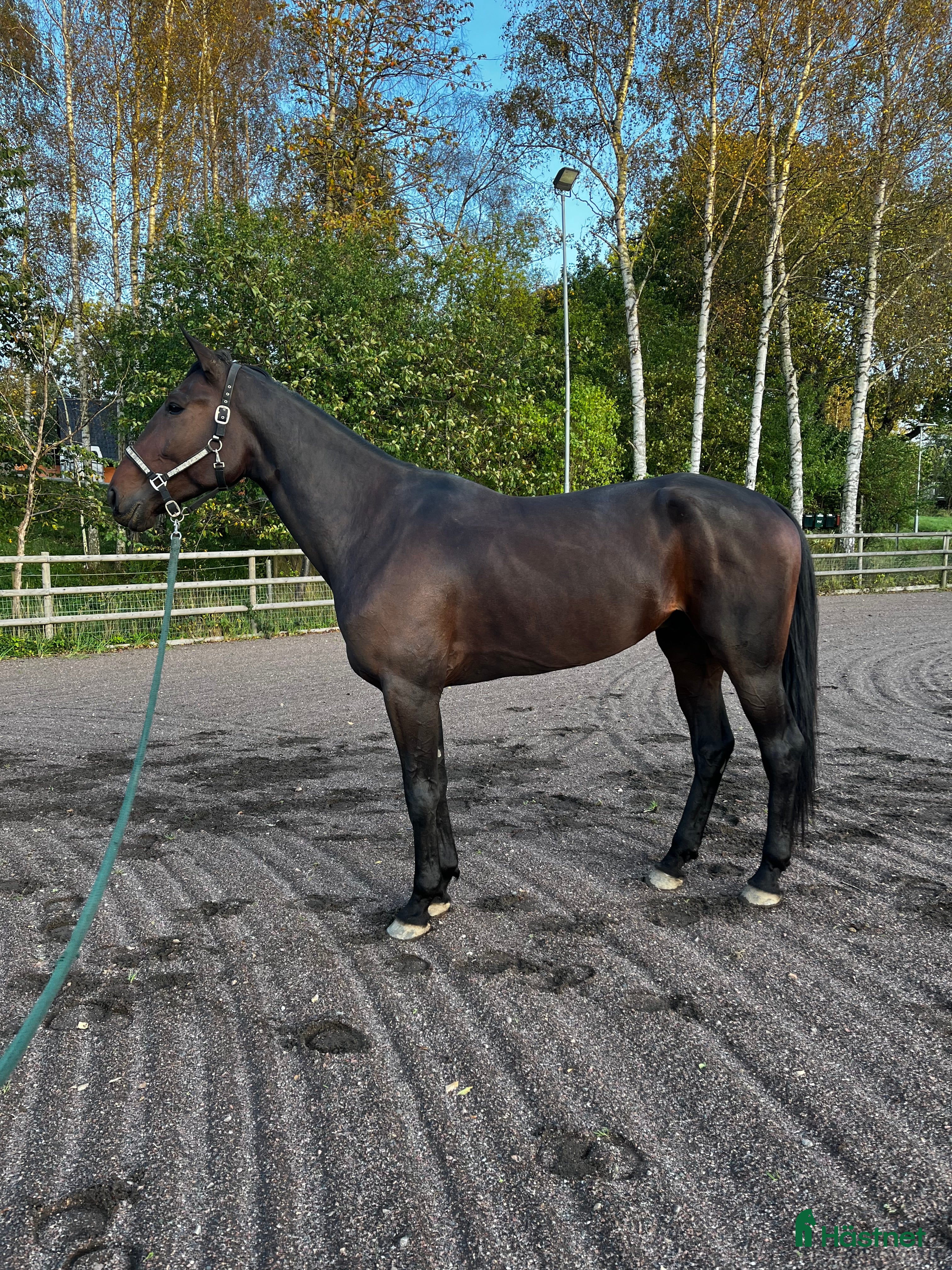  hästar Ridtravare i Skurup - Annons 5