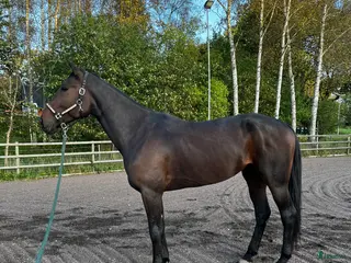 hästar Ridtravare i Skurup - Annons 5