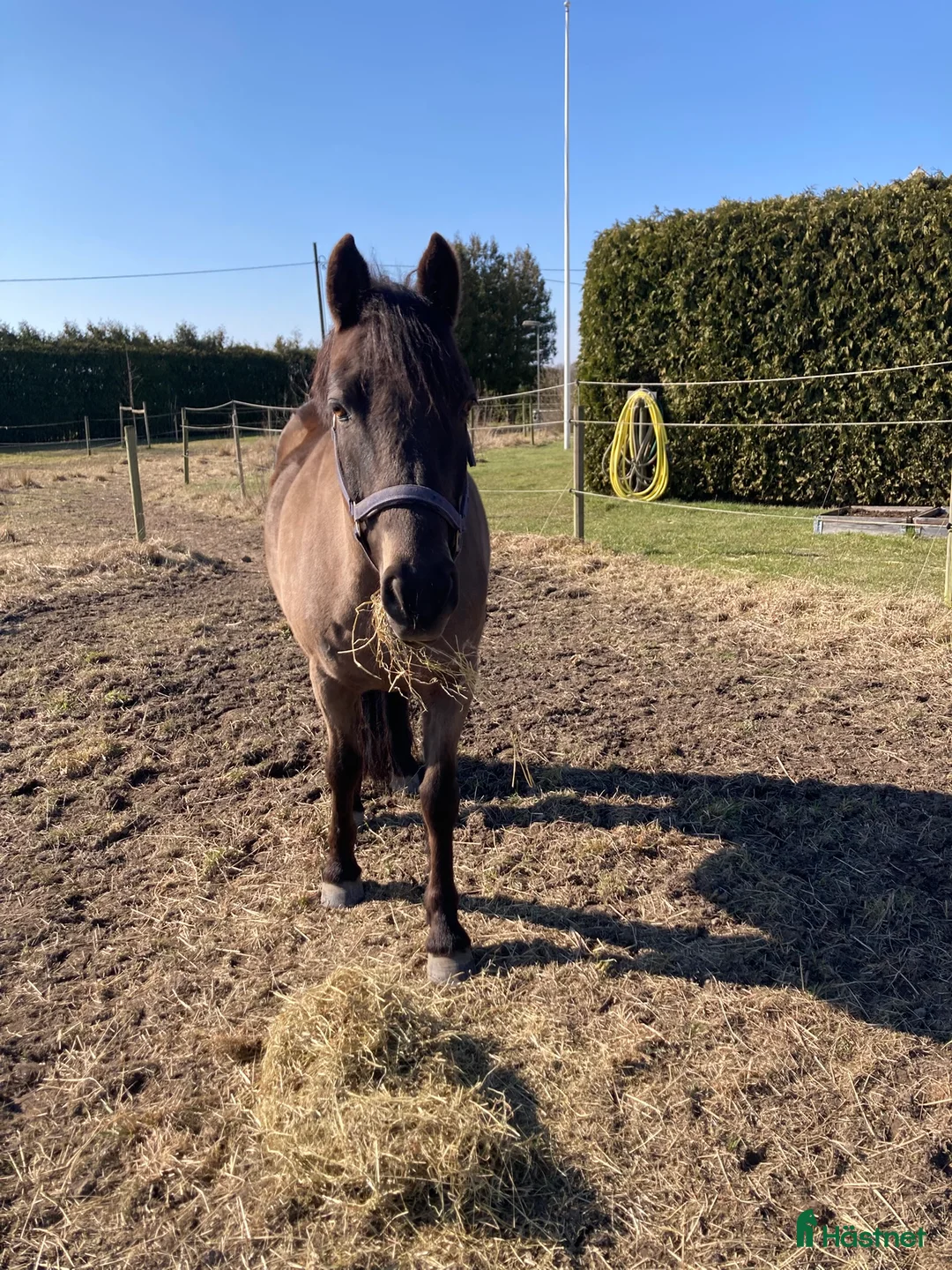  medryttarhäst finnes: SWB och D-ponny söker medryttare i Kävlinge - Annons 2