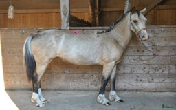 Allround hästar till salu: *Reserverad* Elegant Welsh Cob Stoföl i Hoting - Bild 2