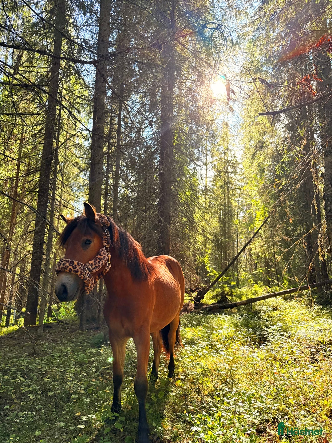 Allround hästar till salu: Genomsnäll ungponny! i Gideå - Annons 1