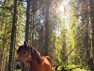 hästar Genomsnäll ungponny! i Gideå - Annons 19