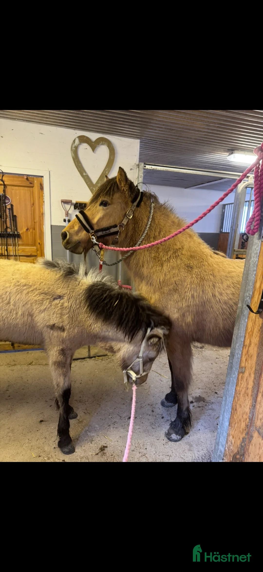 Island hästar till salu: Bästa pæja  - Annons 7