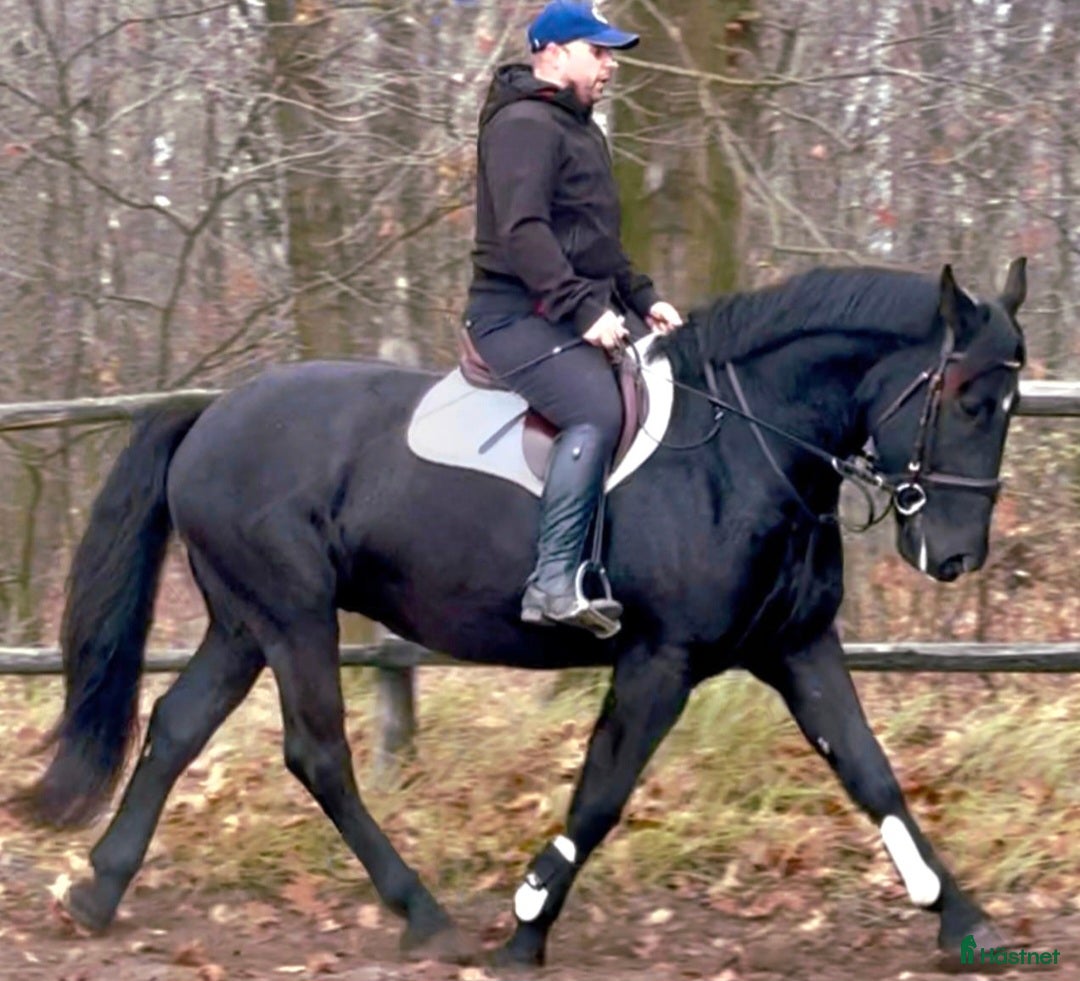 Allround hästar till salu: Bombproof allrounder for Christmas i Örsundsbro - Annons 6