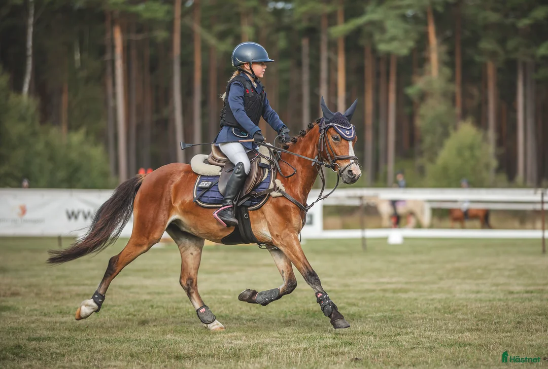 Hoppning hästar till salu: Snäll och lovande b-ponny ⭐ i Vetlanda - Annons 1