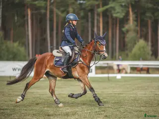 hästar Snäll och lovande b-ponny ⭐ i Vetlanda - Annons 5