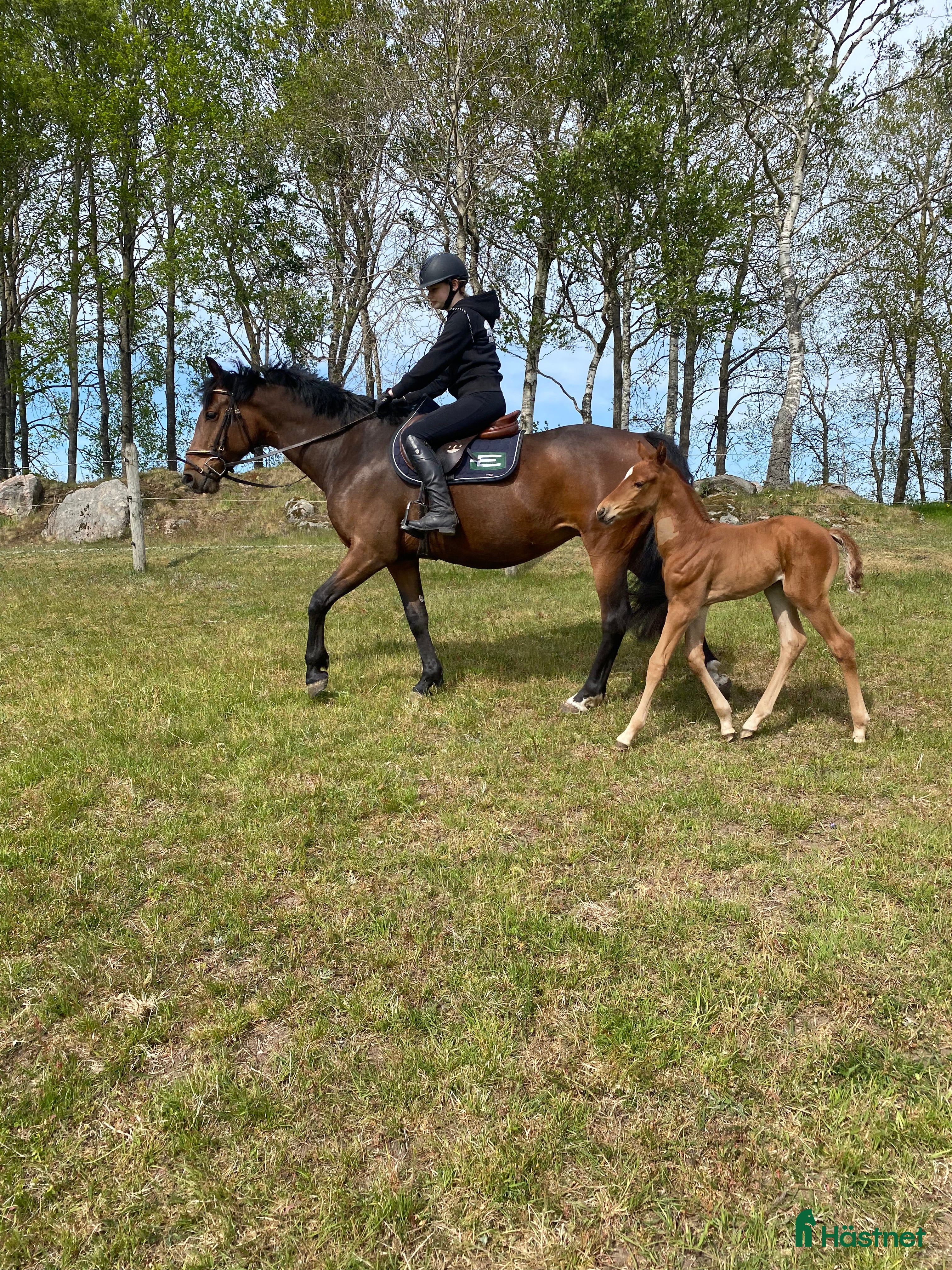  hästar Vackert sto  - Annons 5