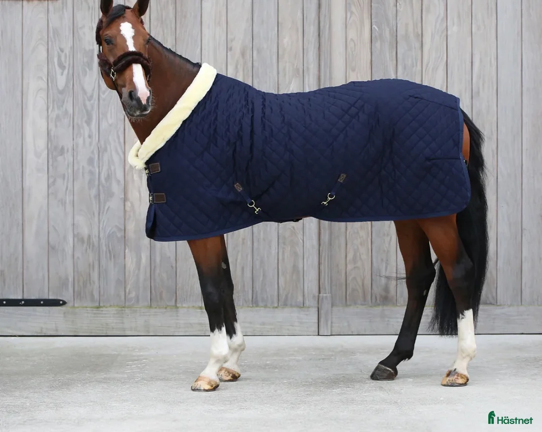 Täcken hästutrustning till salu: Jätte fint Kentaucky täcke  - Annons 1