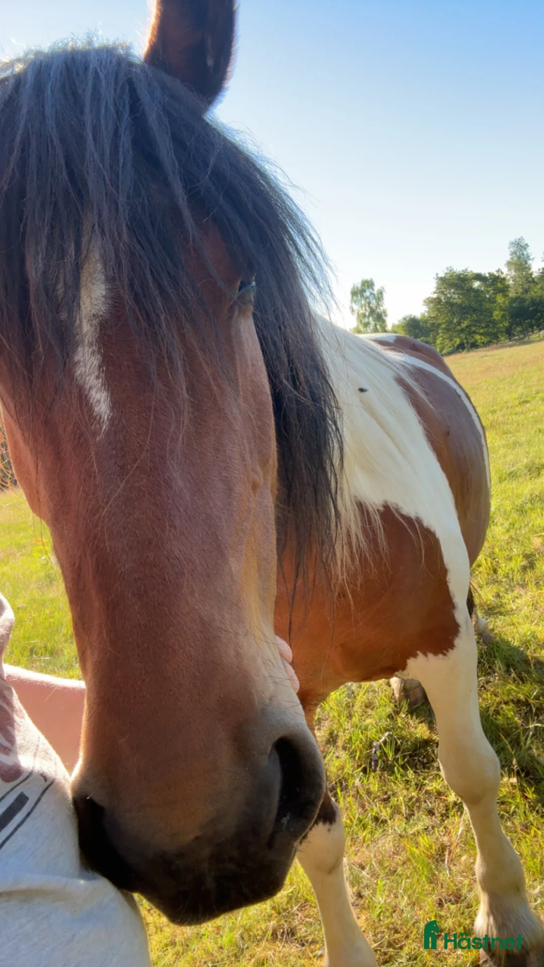  foderhäst finnes: Superfint Paint/comtois sto i Veddige - Annons 3
