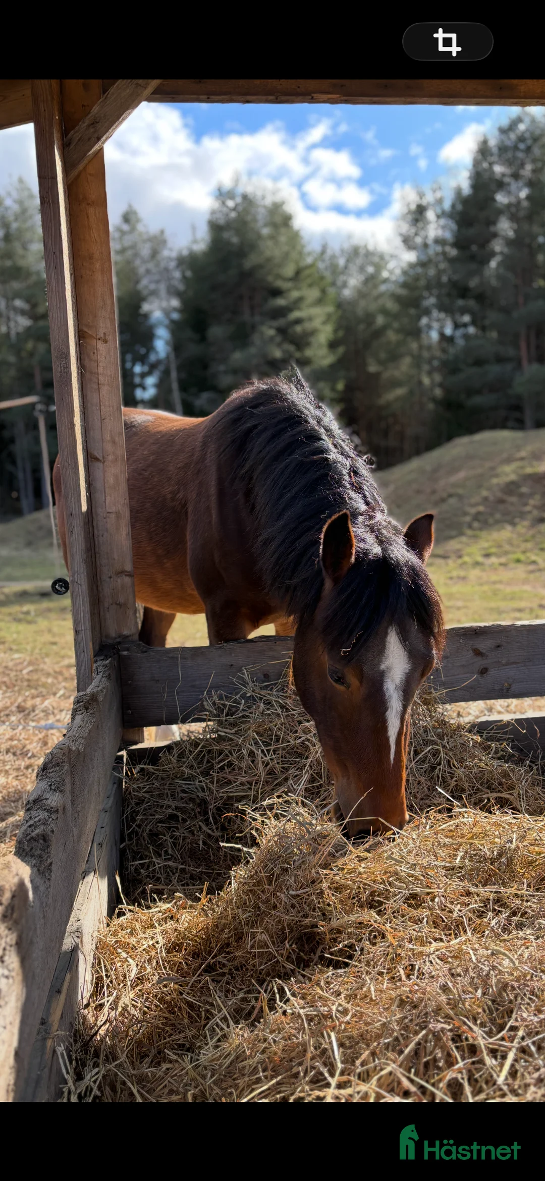 Allround hästar till salu: Welsh cob kille söker nytt hem.  i Skara - Annons 4