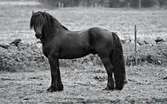  stallplats Stallplats/lösdrift - Annons 15