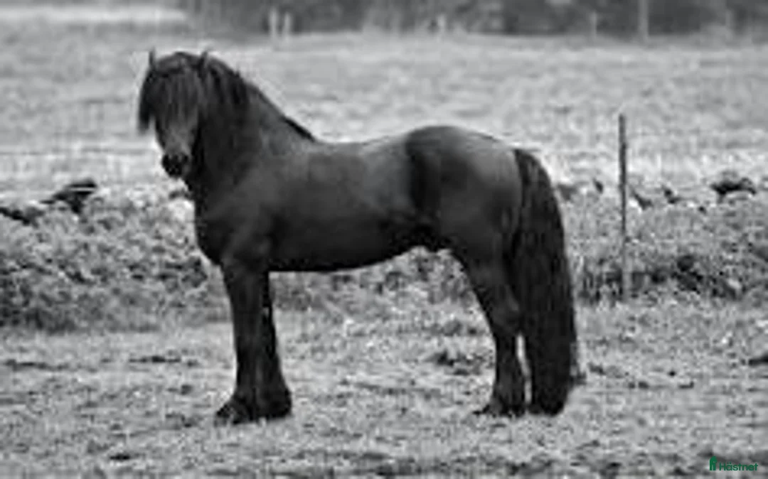  stallplats finnes: Stallplats/lösdrift - Annons 1