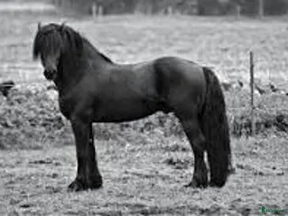 stallplats Stallplats/lösdrift - Annons 15