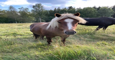  hästar i Ed - Annons 12