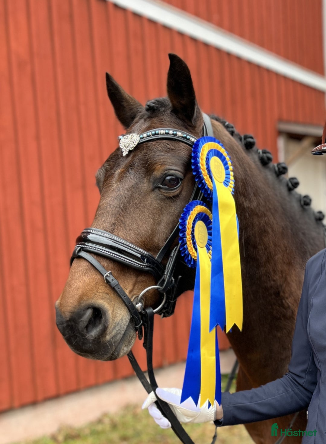 Allround hästar till salu: Welsh cob valack som sticker ut i mängden i Lidhult - Bild 1
