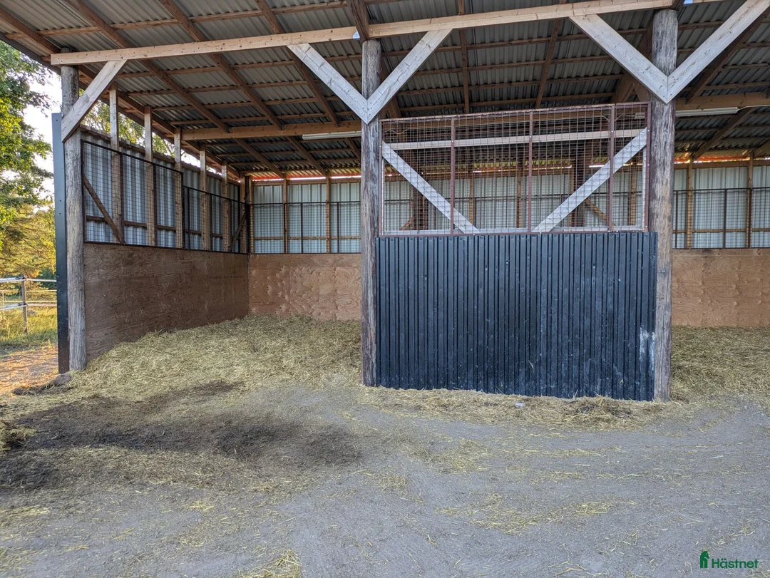  stallplats finnes: Lösdrifts plats med egen box - Annons 5