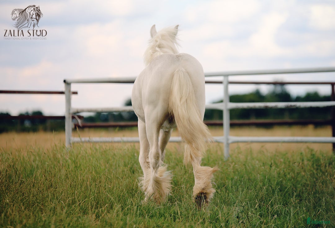 Avel hästar till salu: Cremello Colt - Gypsy Irish Cob i Storfors - Bild 4