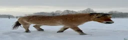 Övrigt hästar till salu: Fjordsto 4 år med relations/belöningsbaserad grund - Annons 5
