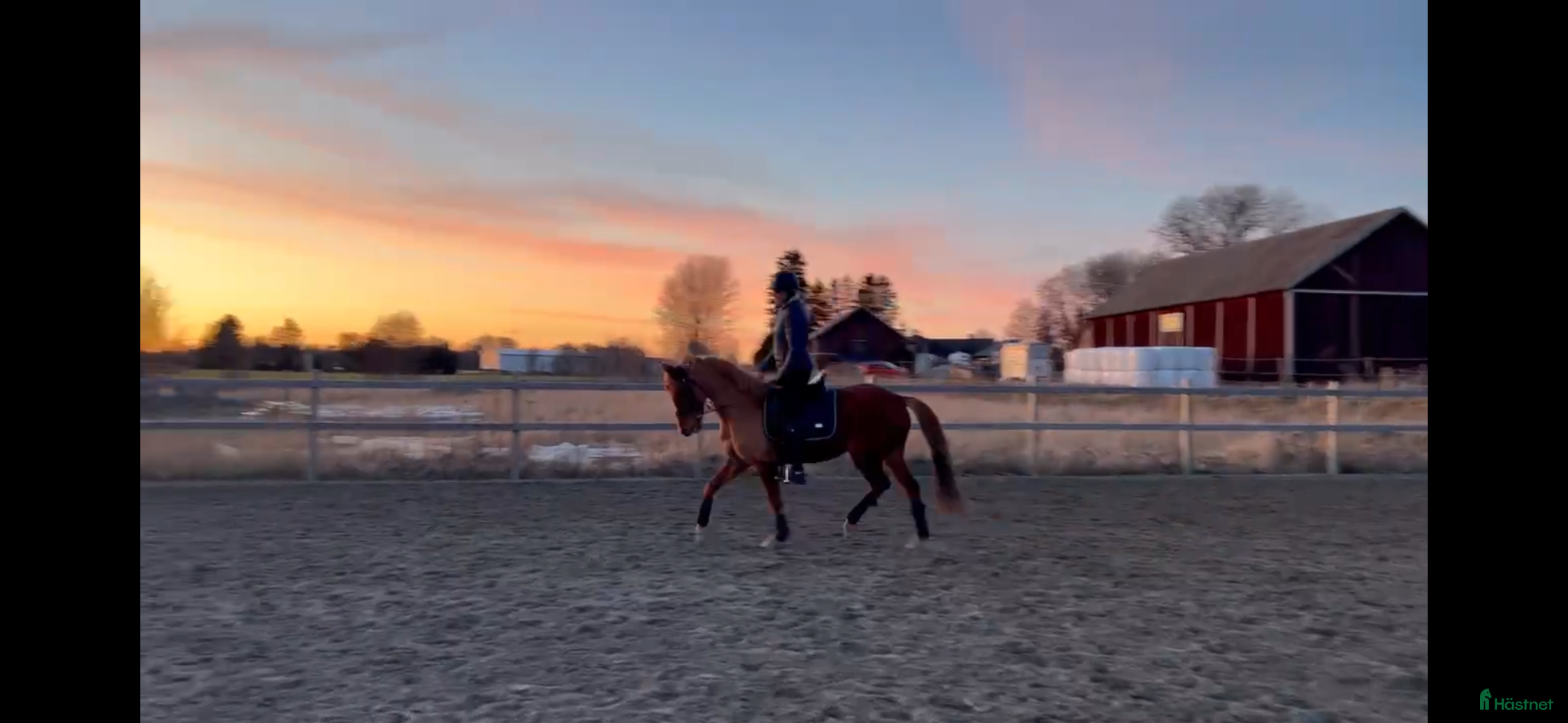  hästar Flashig fullstammad dressyrponny - Annons 2