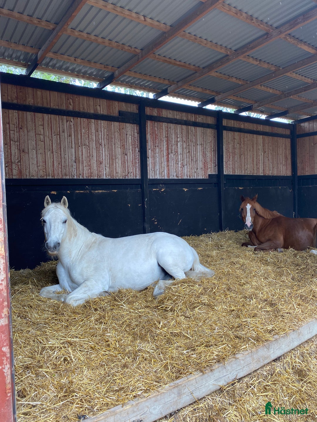  stallplats finnes: Konvalescens/Lösdrift/Unghäst samt pensionärshem i Enköping - Annons 2